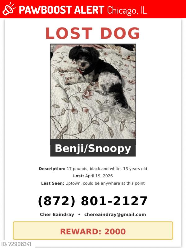 Lost Male Dog last seen Montrose and Broadway, Chicago, IL 60613