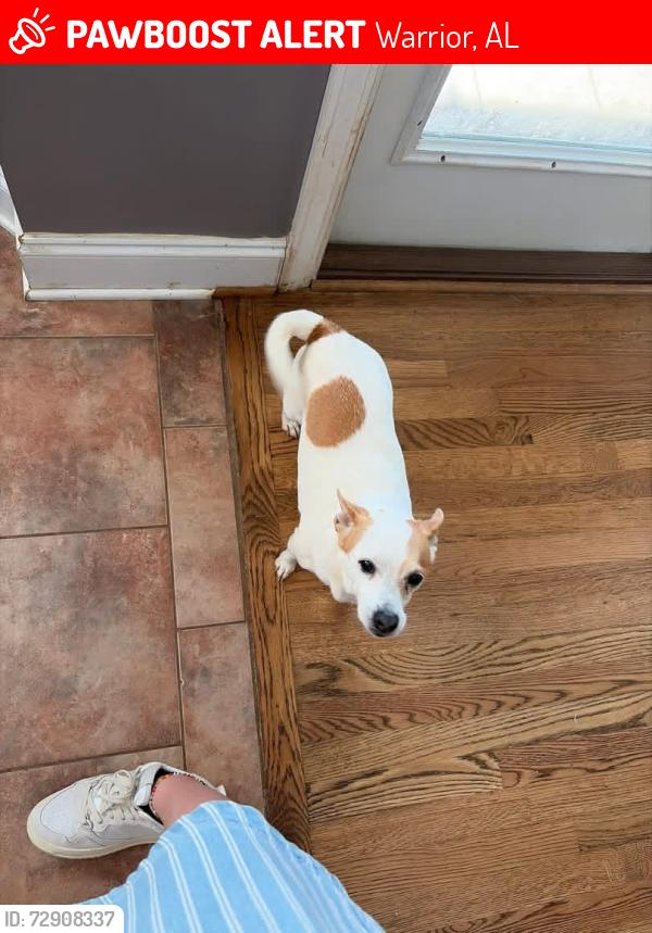 Lost Female Dog last seen Stewart’s Animal Clinic, Warrior, AL 35180