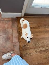 Lost Female Dog last seen Stewart’s Animal Clinic, Warrior, AL 35180