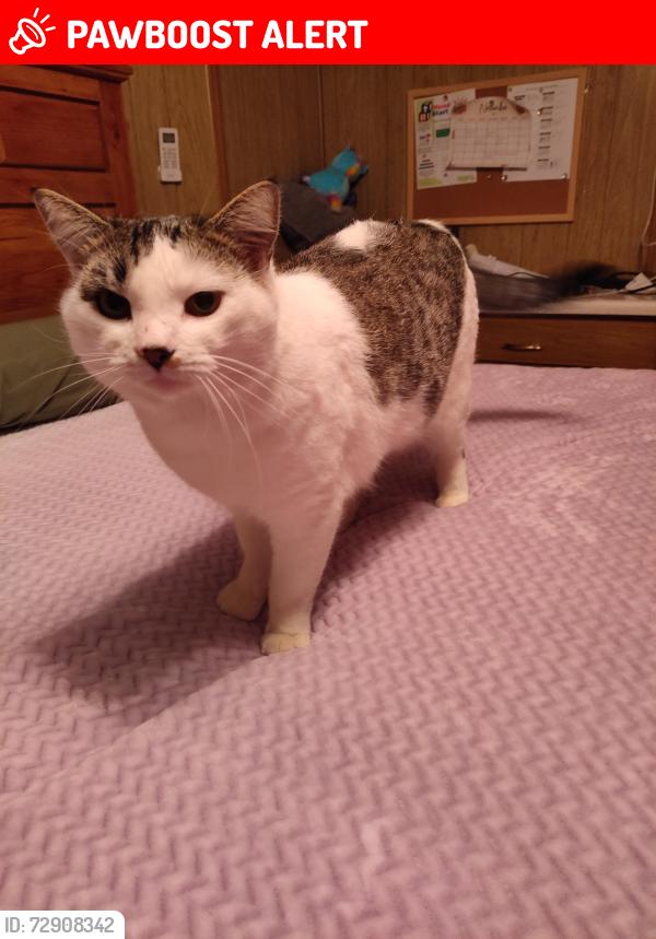 Lost Male Cat last seen Ellsworth and main rd, Maricopa County, AZ 85207