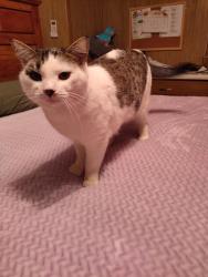Lost Male Cat last seen Ellsworth and main rd, Maricopa County, AZ 85207