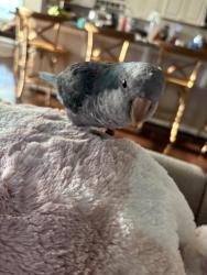 Lost Male Bird last seen Near Sagramore Ln, Waldorf, MD 20601