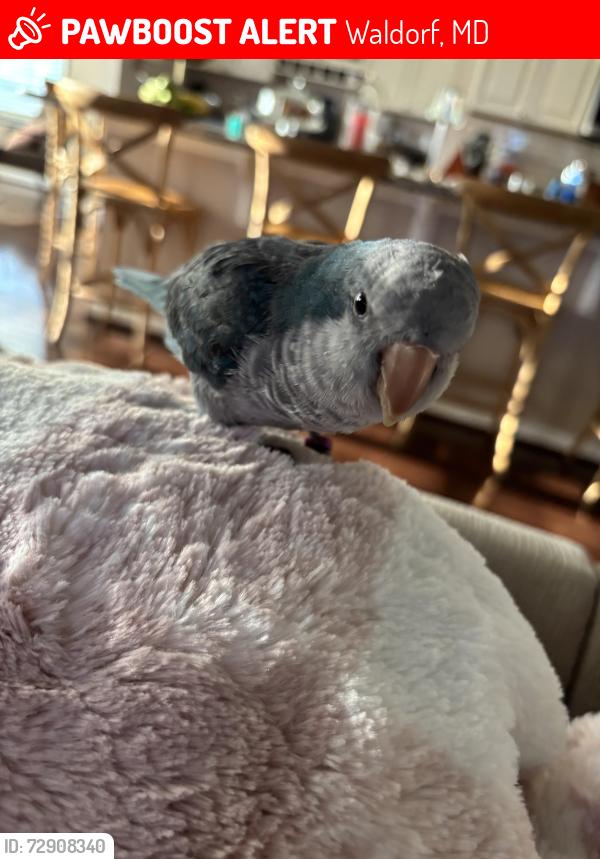 Lost Male Bird last seen Near Sagramore Ln, Waldorf, MD 20601