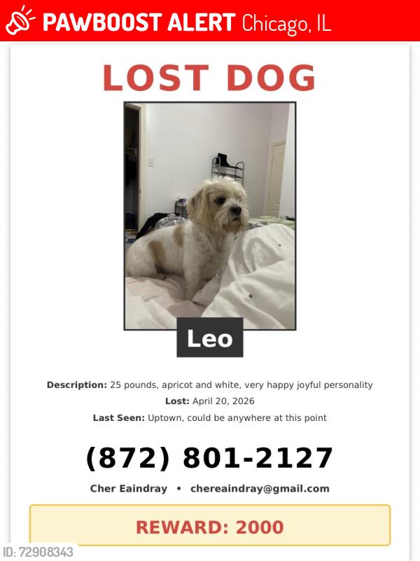 Lost Male Dog last seen Broadway and Montrose, Chicago, IL 60613