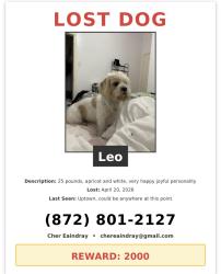 Lost Male Dog last seen Broadway and Montrose, Chicago, IL 60613