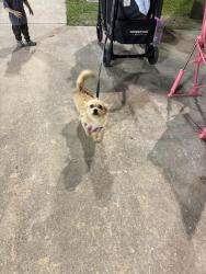Lost Female Dog last seen Indian shores and berry thicket , Harris County, TX 77532