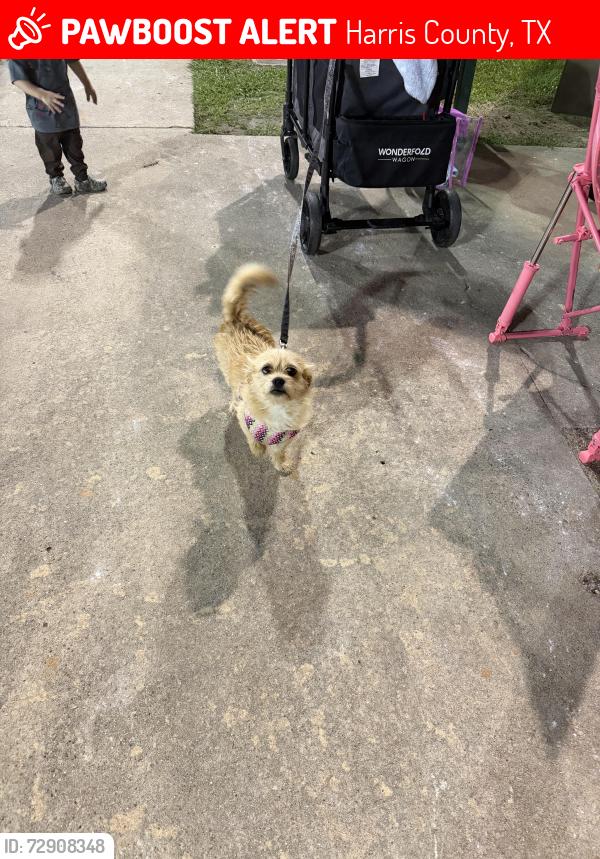 Lost Female Dog last seen Indian shores and berry thicket , Harris County, TX 77532