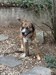Reunited Male Dog last seen Near Druid Hills Ave, Hendersonville, NC 28791