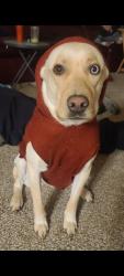 Reunited Female Dog last seen 254th st, Montrose, SD 57048