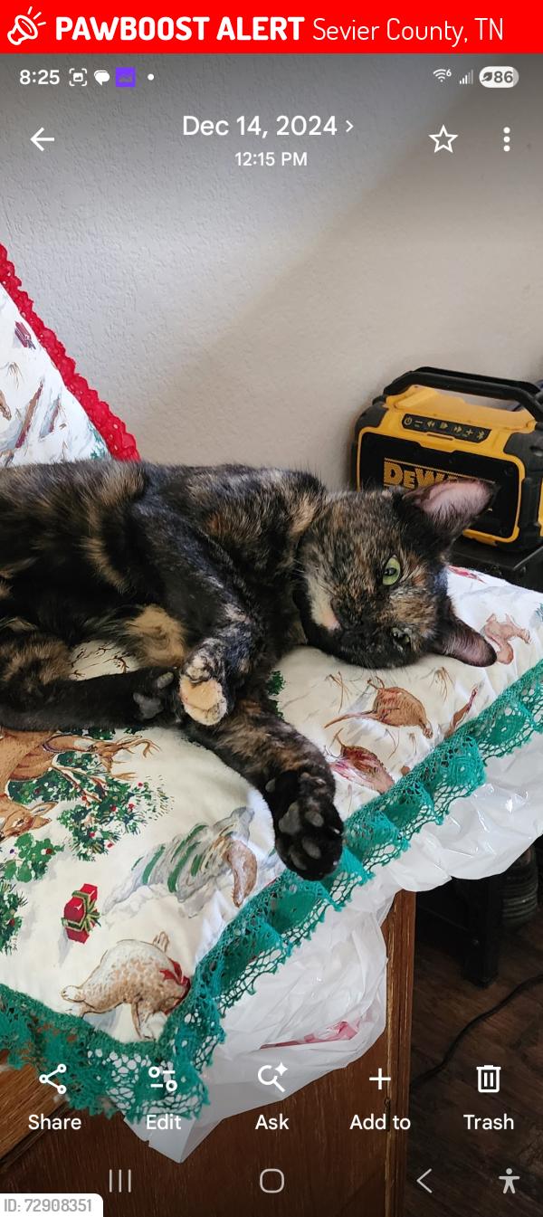 Lost Female Cat last seen Behind the stables trailer park on boyds creek, Sevier County, TN 37876