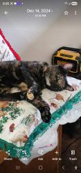 Lost Female Cat last seen Behind the stables trailer park on boyds creek, Sevier County, TN 37876