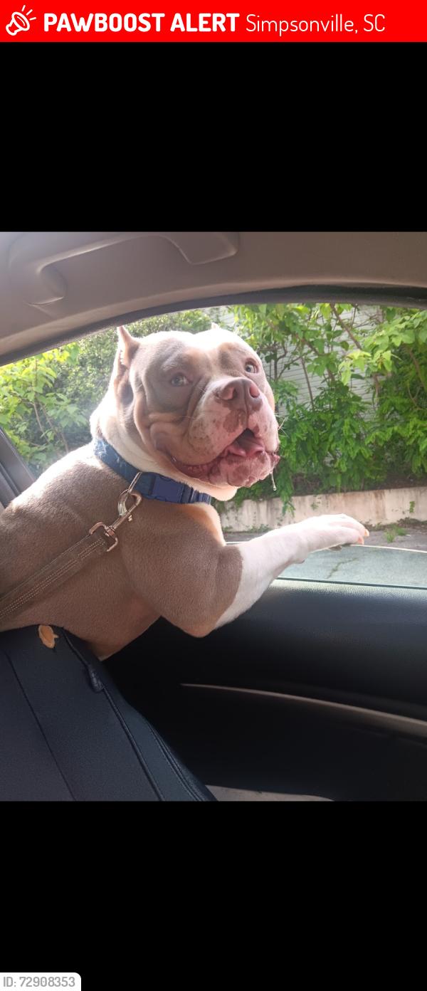 Lost Male Dog last seen Norbury St Simpsonville , Simpsonville, SC 29680