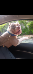 Lost Male Dog last seen Norbury St Simpsonville , Simpsonville, SC 29680