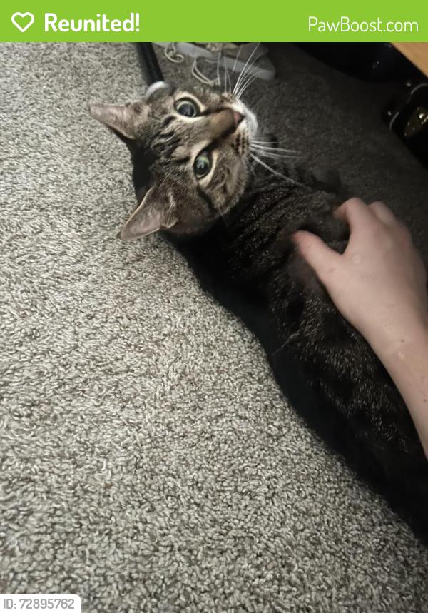 Reunited Female Cat last seen Mordicai Historic Park, Raleigh, NC 27604