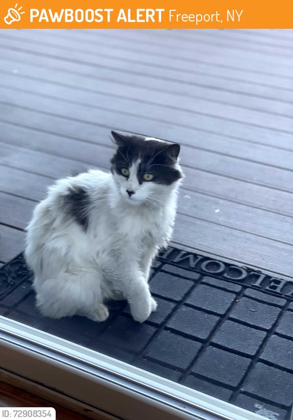 Found/Stray Unknown Cat last seen Gordon Place , Freeport, NY 11520