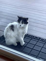 Found/Stray Unknown Cat last seen Gordon Place , Freeport, NY 11520