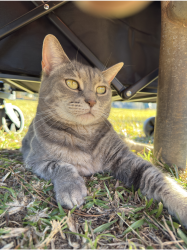 Reunited Female Cat last seen Stronach Ave and Clingman street, Goldsboro, NC 27534