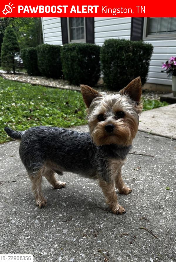 Lost Male Dog last seen Running down Oak Hills Drive chasing another animal, Kingston, TN 37763