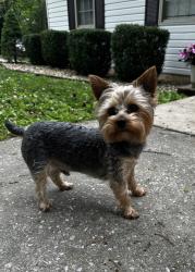 Lost Male Dog last seen Running down Oak Hills Drive chasing another animal, Kingston, TN 37763