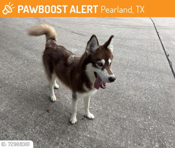 Found/Stray Male Dog last seen Morgan and Magnolia , Pearland, TX 77584