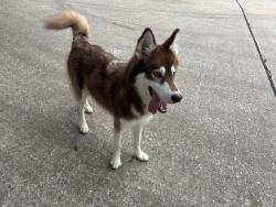 Found/Stray Male Dog last seen Morgan and Magnolia , Pearland, TX 77584
