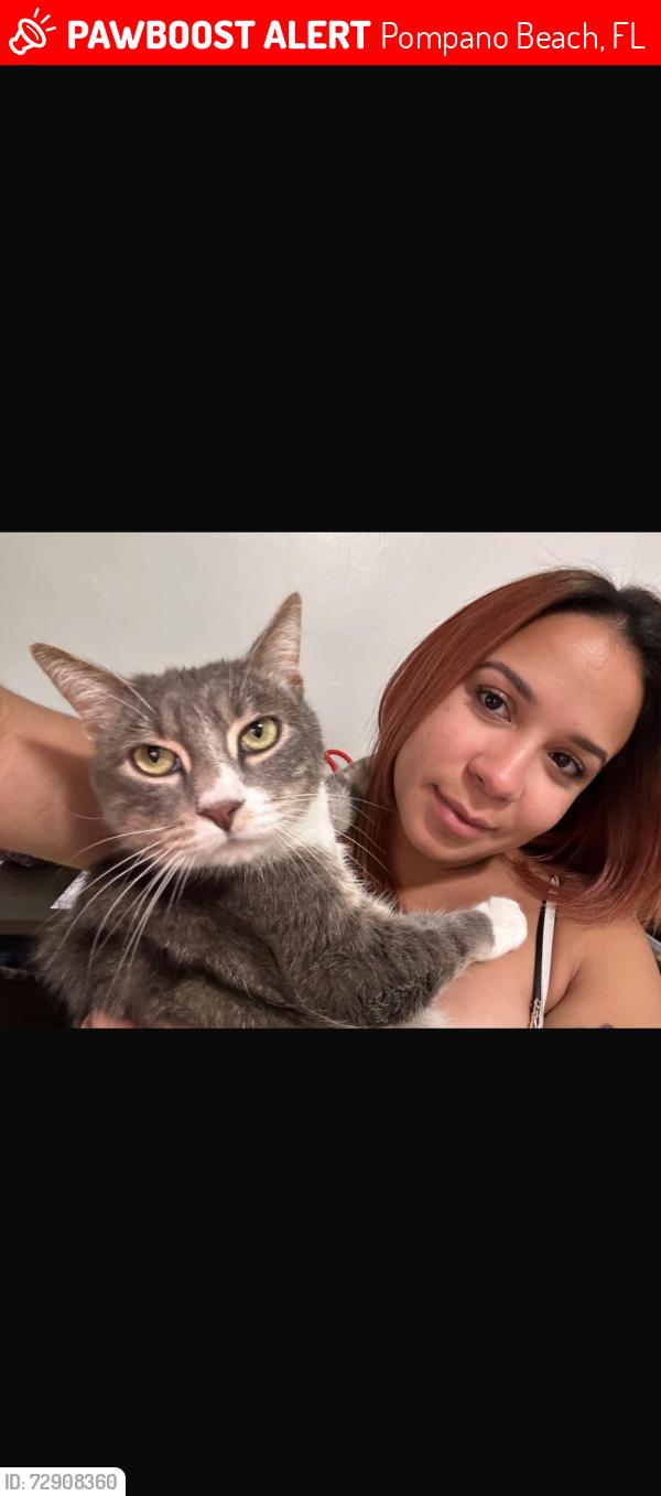 Lost Male Cat last seen Community home, Pompano Beach, FL 33060