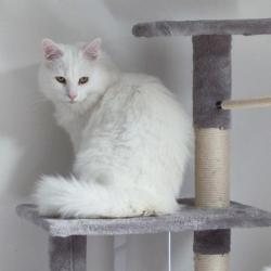 Reunited Male Cat last seen Near Cheverton Road  b311rt, West Midlands, England B31 1RT