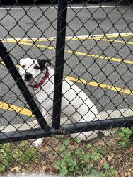 Found/Stray Female Dog last seen Broad St and Mt Pleasant Ave, Newark, NJ 07104