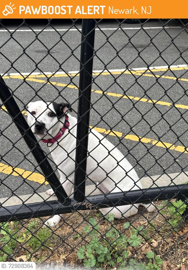 Found/Stray Female Dog last seen Broad St and Mt Pleasant Ave, Newark, NJ 07104