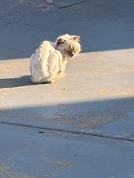 Found/Stray Unknown Cat last seen Found in the neighborhood, San Diego, CA 92117