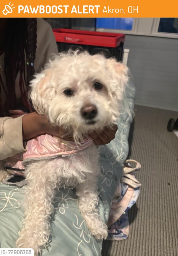 Found/Stray Unknown Dog last seen Dayton st, Akron, OH 44310
