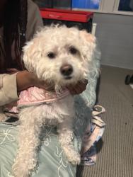 Found/Stray Unknown Dog last seen Dayton st, Akron, OH 44310