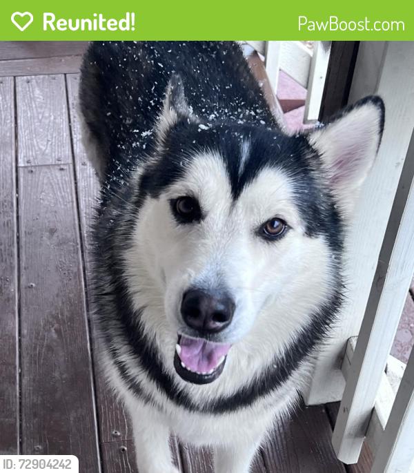 Reunited Female Dog last seen E Lugonia Ave, ARCO, Mentone, CA 92374