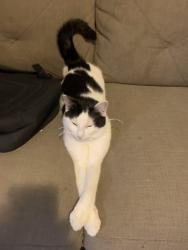 Reunited Male Cat last seen Down the street from the 5 way intersection on Elm St, Saco, Saco, ME 04072