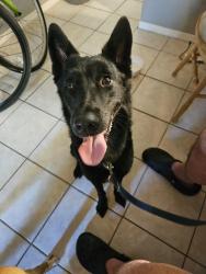 Reunited Female Dog last seen Archer and us-41, Gainesville, FL 32608