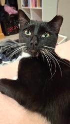 Reunited Male Cat last seen Sharpe Farms, Dacono, CO 80514