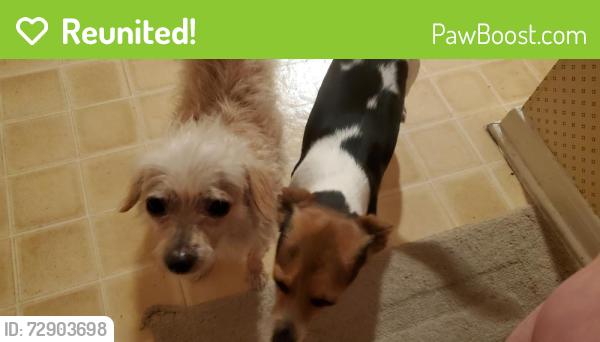 Reunited Female Dog last seen Mulholland and Nobility, Meadows Place, TX 77477