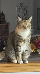 Lost Female Cat last seen Snowshoe Trail, Cicero, NY 13039