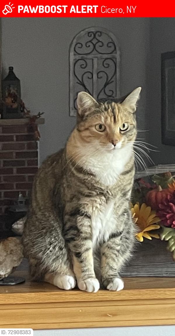 Lost Female Cat last seen Snowshoe Trail, Cicero, NY 13039