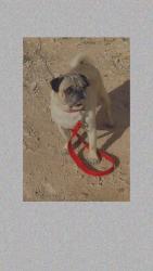 Reunited Male Dog last seen Near Trailblazer Ln Odessa TX 79765, Odessa, TX 79765