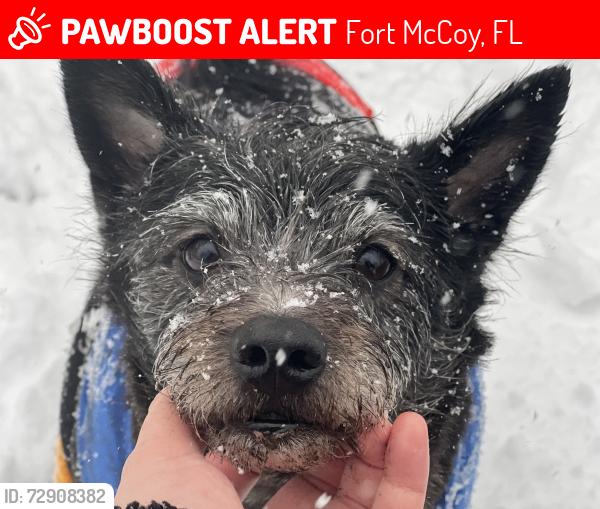 Lost Male Dog last seen NE 232 Ave Fort McCoy Baptist Church on corner, Fort McCoy, FL 32134
