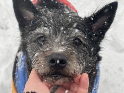 Lost Male Dog last seen NE 232 Ave Fort McCoy Baptist Church on corner, Fort McCoy, FL 32134