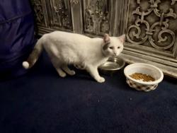 Lost Male Cat last seen Near PS 96, The Bronx, NY 10467