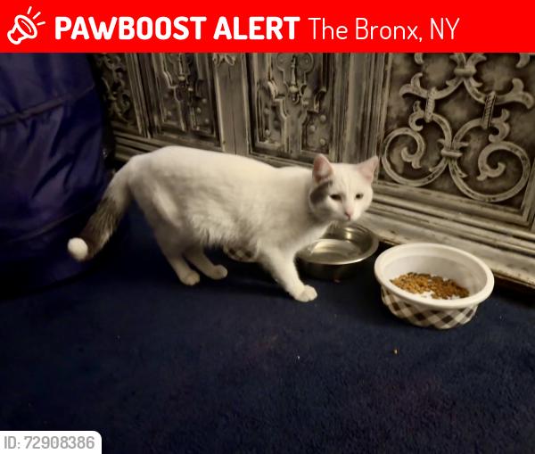 Lost Male Cat last seen Near PS 96, The Bronx, NY 10467