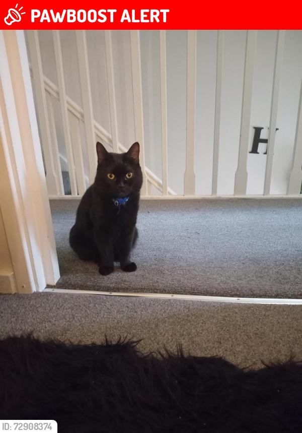 Lost Female Cat last seen Victoria road , Greater London, England UB2
