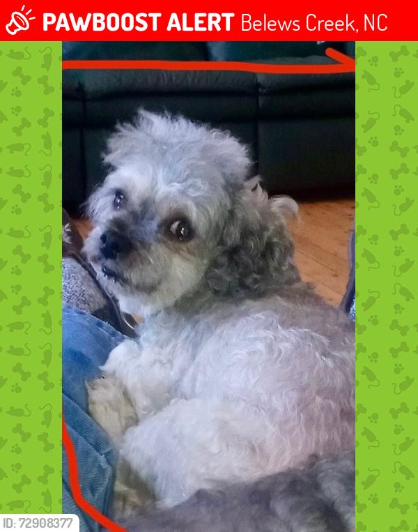 Lost Male Dog last seen Jandy Lane and Craig Rd, Belews Creek, NC 27009