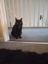 Lost Female Cat last seen Victoria road , Greater London, England UB2