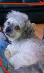 Lost Male Dog last seen Jandy Lane and Craig Rd, Belews Creek, NC 27009
