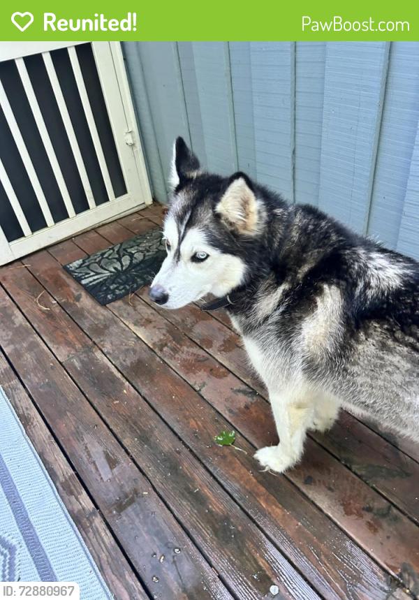 Reunited Unknown Dog last seen Pleasant Green td orange county, Durham, NC 27712