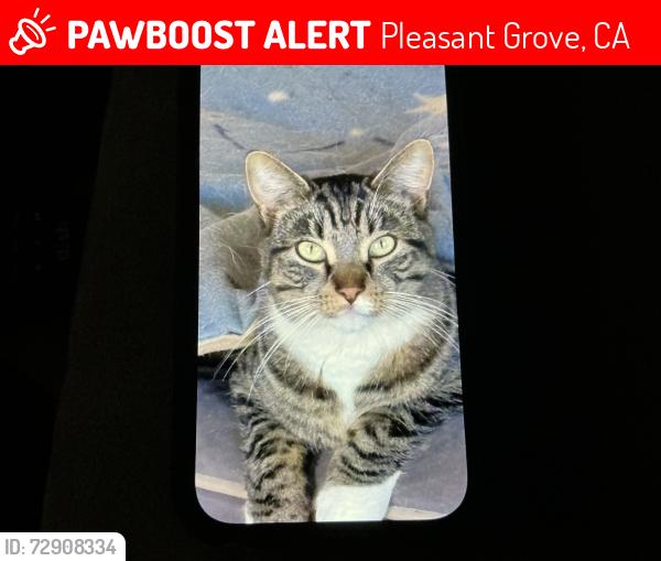 Lost Male Cat last seen Sankey , Pleasant Grove, CA 95668